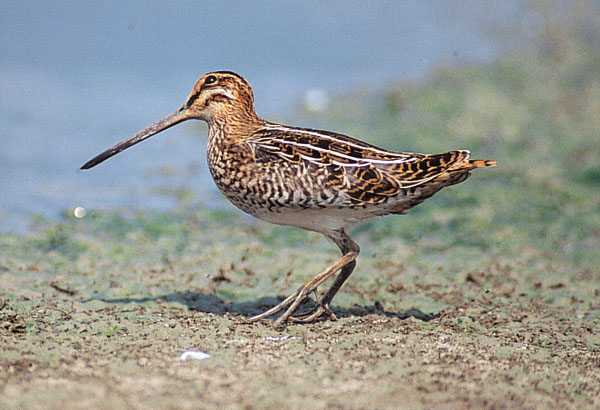 Woodcock 